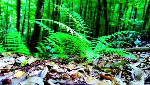 唯美深山绿植4K