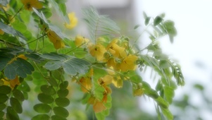 空灵花草
