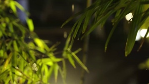 4k唯美雨天夜晚雨滴绿色植物