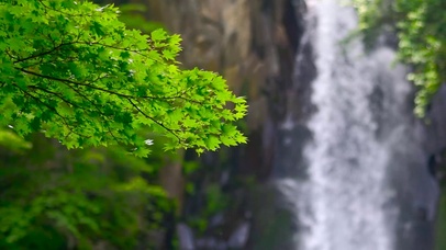 4K护眼绿叶瀑布