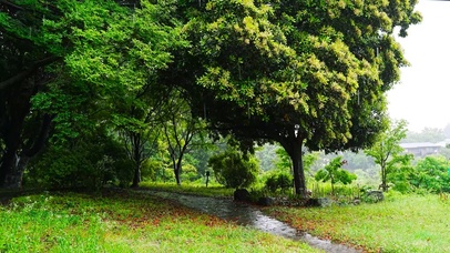 乡村雨天树林小路