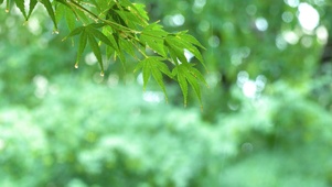 雨天绿植