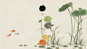 荷花可爱猫咪