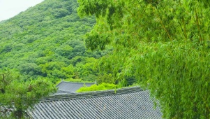 护眼雨天翠竹