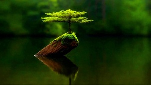 护眼治愈发财松4K