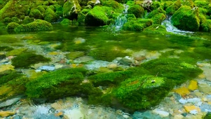 夏日清澈山泉溪流