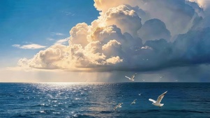 海面海鸥