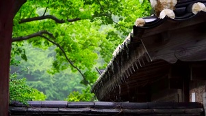 古庙屋檐雨