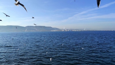海鸥眷恋大海