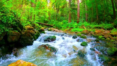 4K 清凉绿林流水