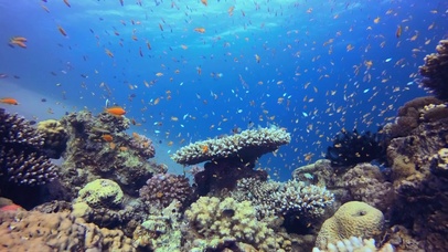 4K海底世界鱼群