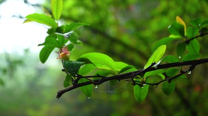 唯美下雨天雨滴滴落
