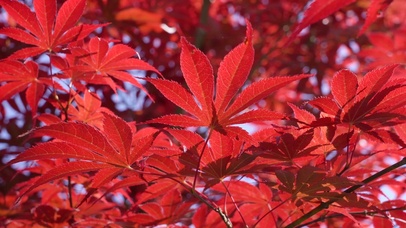 秋天的红色枫叶