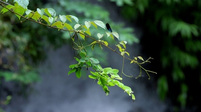 4K雨后树叶上停留蓝蜻蜓