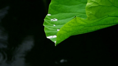 护眼荷叶滴水