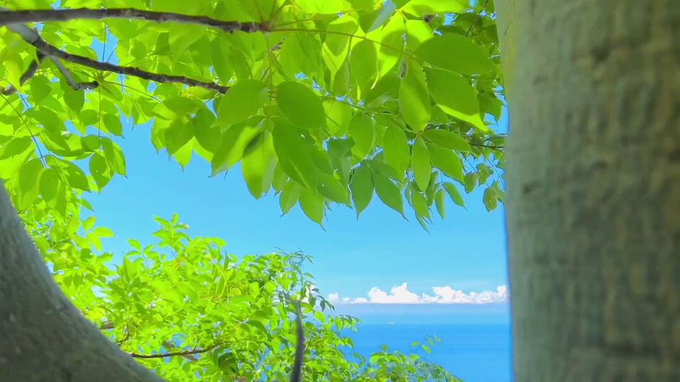 动漫风格夏日景观，前景是被阳光照得透亮的鲜绿阔叶，左右树干形成框景，远处可见蓝灰色海面与飘着白云的蓝天。