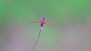 红色蜻蜓，美好心情