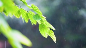 雨中植物