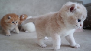 小肥猫