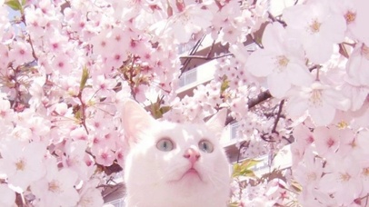 🦋蝴蝶与樱花喵🌸🐈