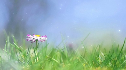 清新养眼唯美花卉