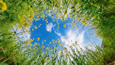 花仰晴空 治愈护眼