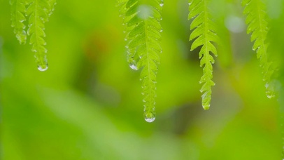 清新绿叶雨滴
