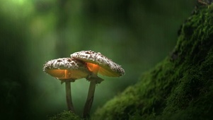 雨下护眼蘑菇