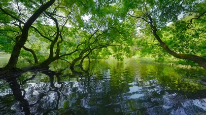 夏日护眼河边绿树