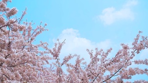 樱花和白云