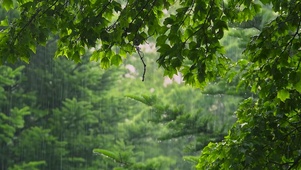 护眼雨中绿叶