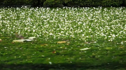 水上小花