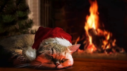 熟睡的圣诞猫咪