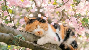 趴在树下猫咪