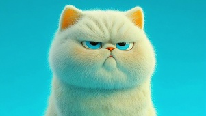 小肥仔猫咪