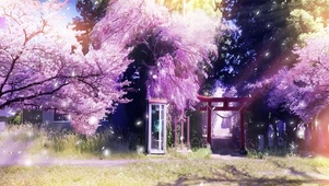 神社樱花