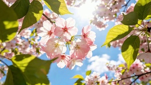 桃花