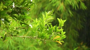 森林下雨时