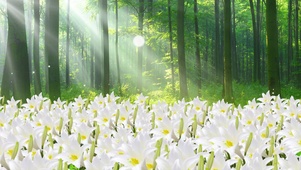 花海百合花森林阳光花朵清新