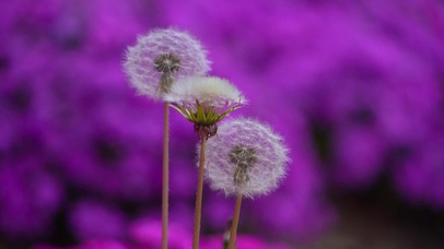 紫色蒲公英