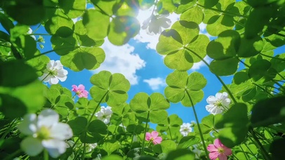 四叶草是幸运的序章