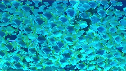 【4K】清凉幽蓝的深海鱼群