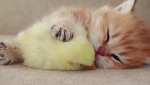 可爱猫咪