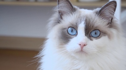 4K 超清 蓝眼睛喵星人/03