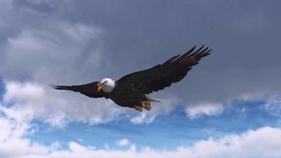 4K 高清 飞翔的老鹰