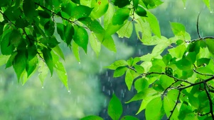 清晰绿叶雨