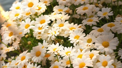 阳光下的治愈小雏菊花海