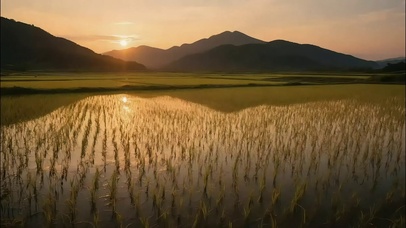 落日稻田