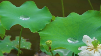 4K夏季荷叶水珠荷花莲蓬