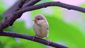 春夏绿色植物小鸟动物